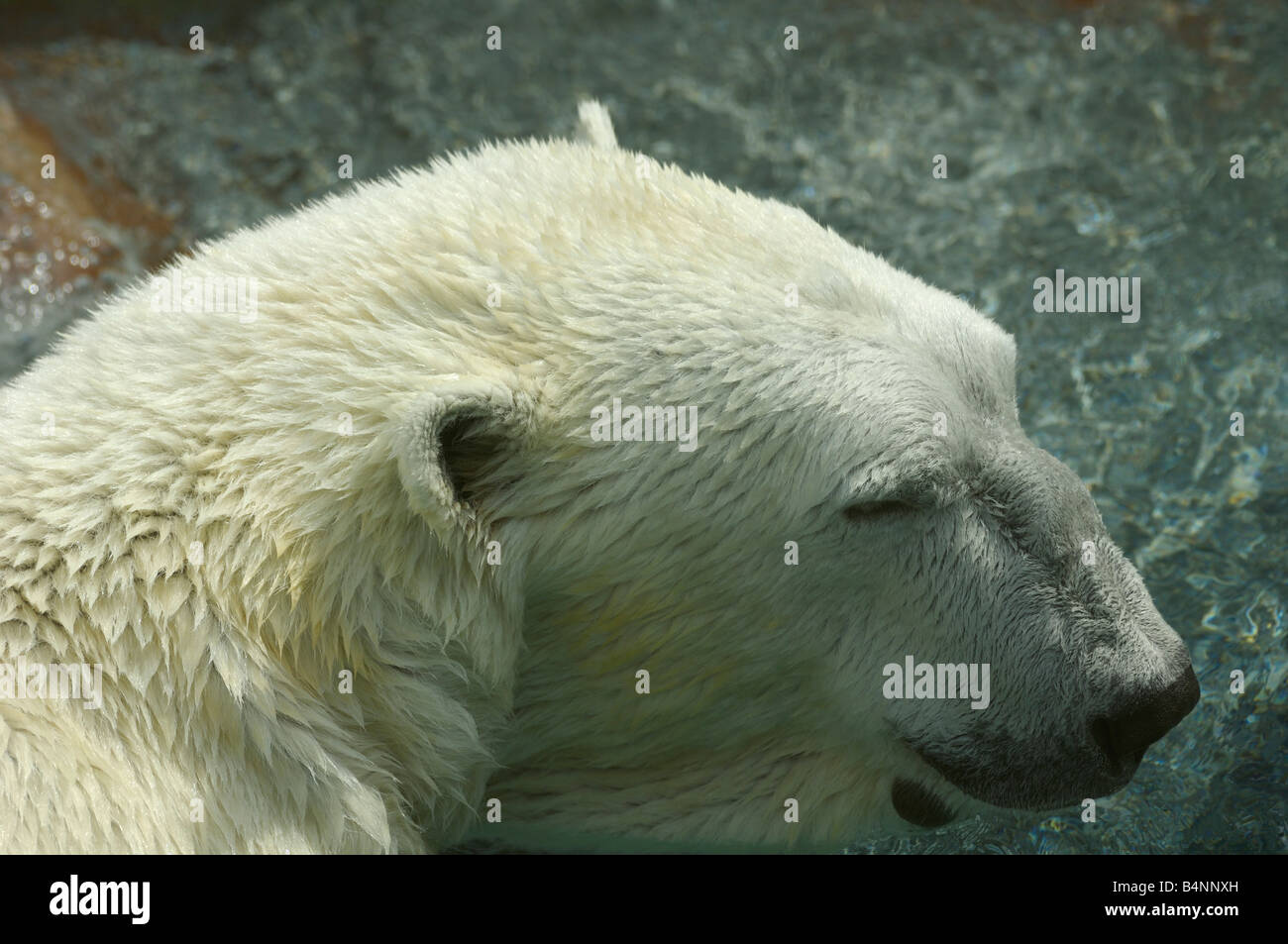 A Polar Bear just out of the icy water. Stock Photo