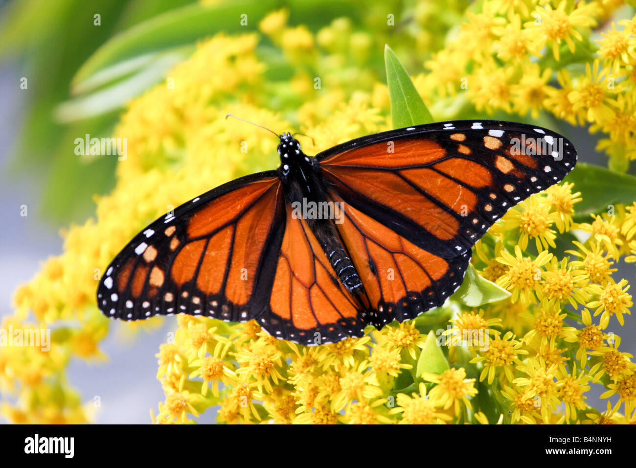 Monarch Butterfly on Seaside Goldenrod. Lavalette, NJ, USA Stock Photo Alamy