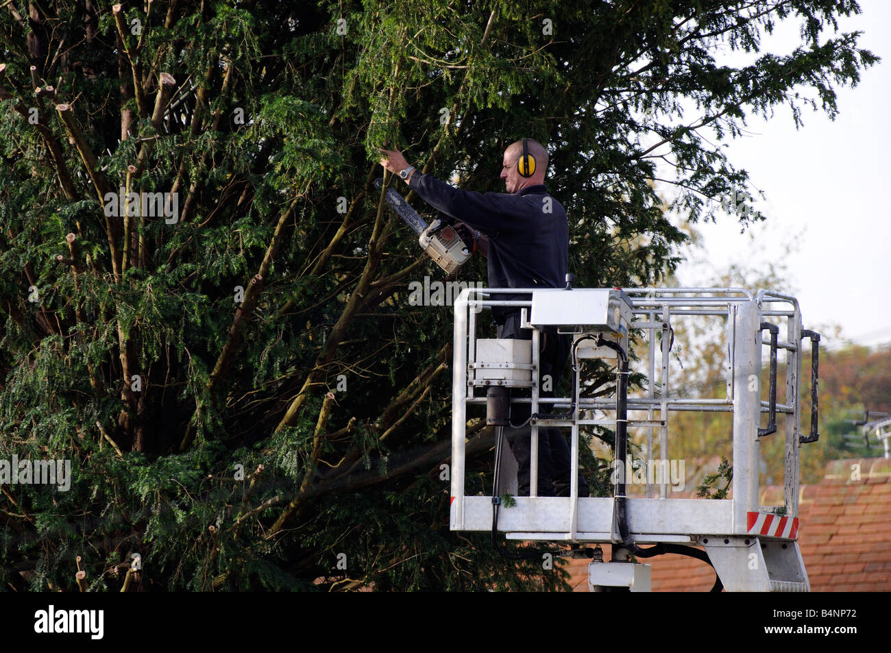 Tree surgeon using a chain saw from a cherrypicker mobile platform to ...