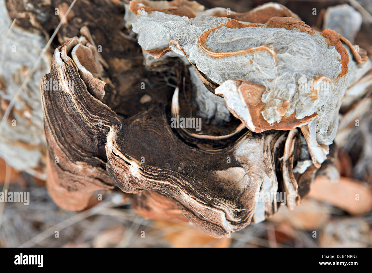 Oncoliths Close up of stromatolites & oncolites fossil records in Otavi ...