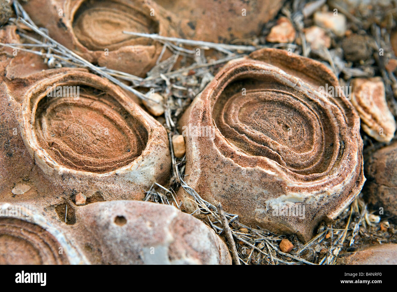 Oncoliths Close up of stromatolites & oncolites fossil records in Otavi ...