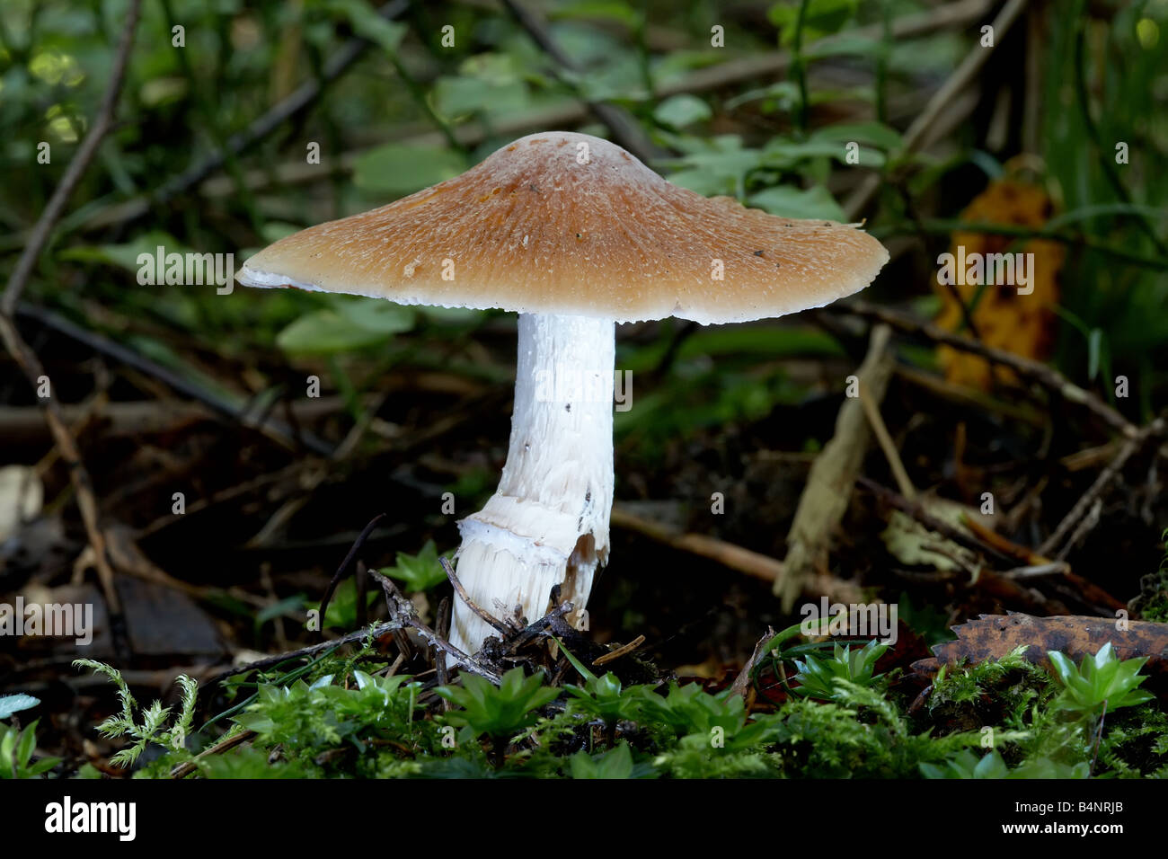 Fungus. Stock Photo