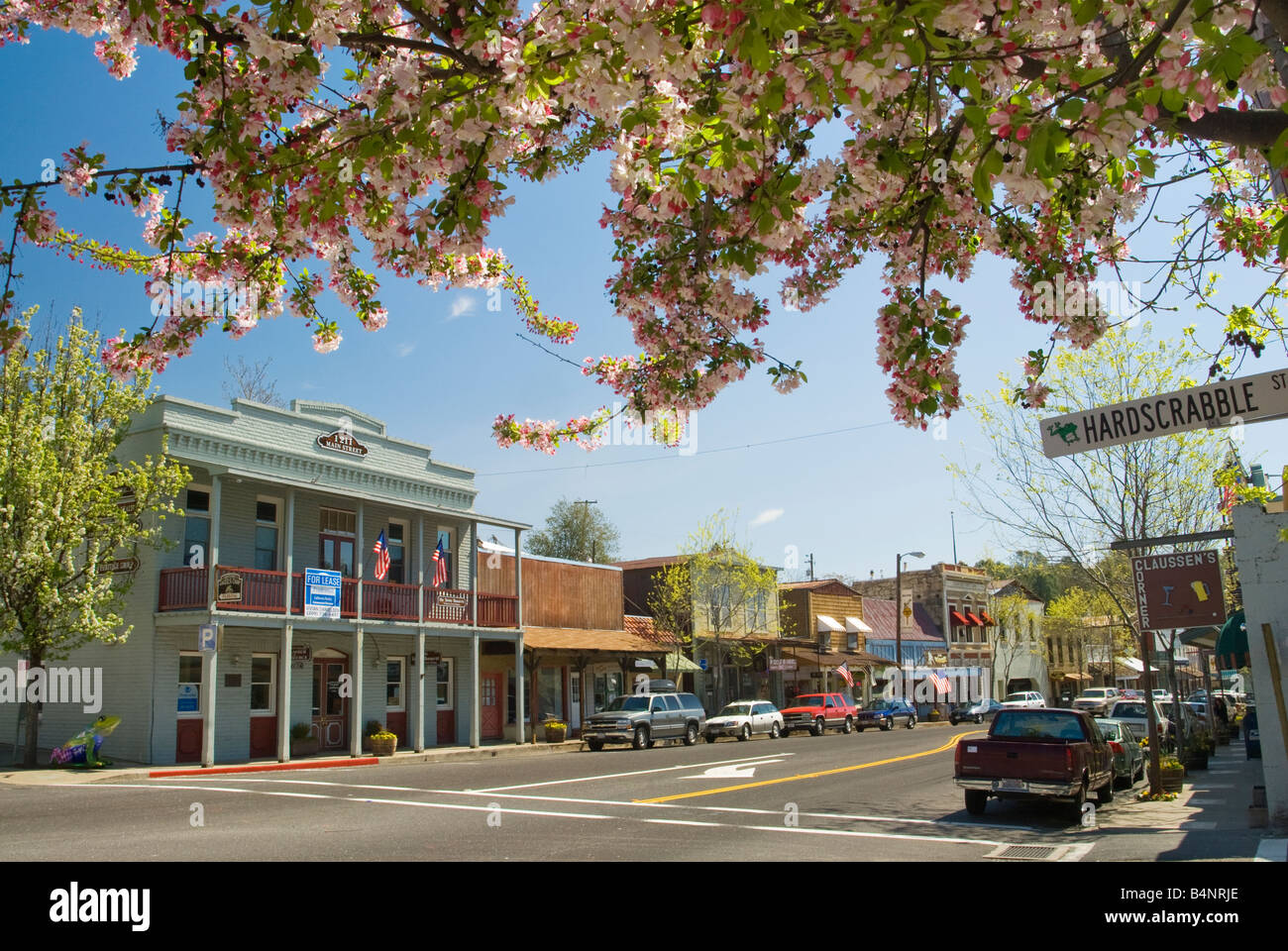 Historical buildings and blooming fruit tree on Main Street in Angels