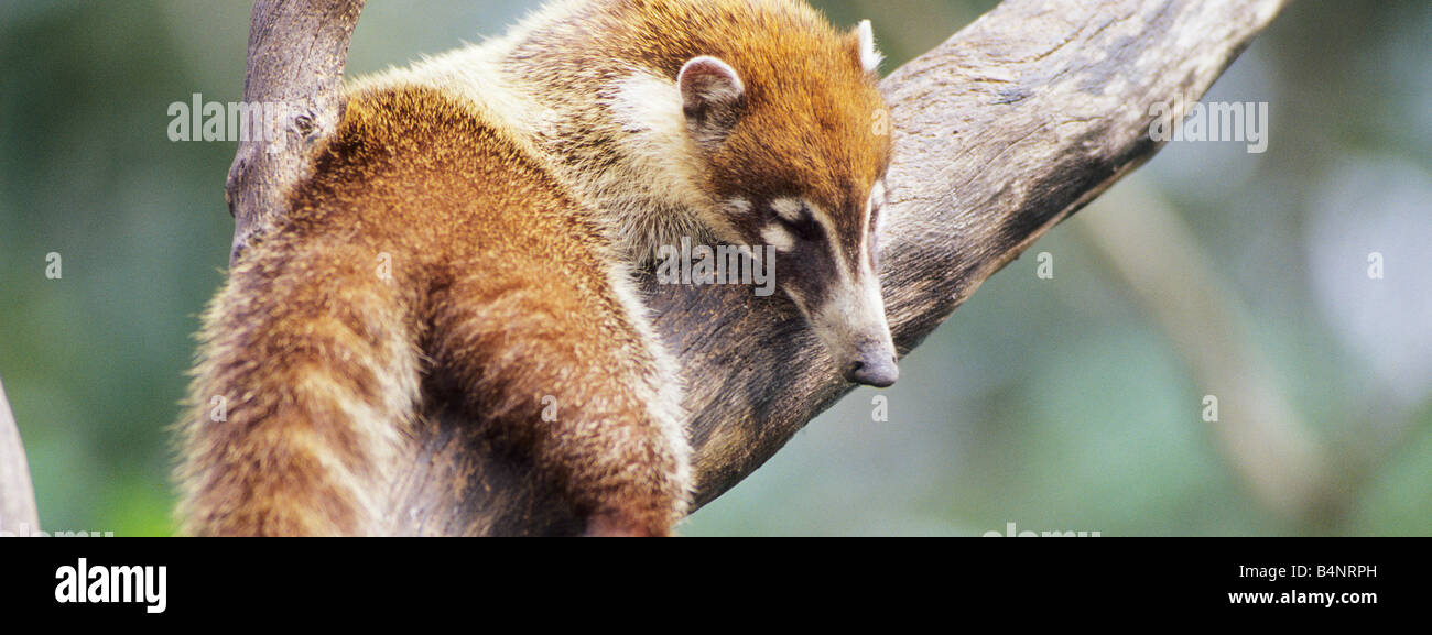 White Nosed Coati Mundi Nasua narica Belize Stock Photo