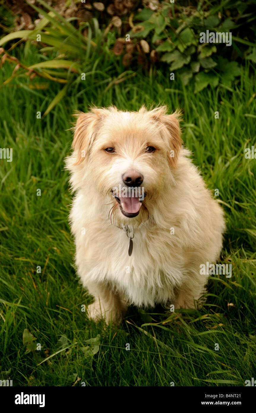 dog cross terrier Stock Photo