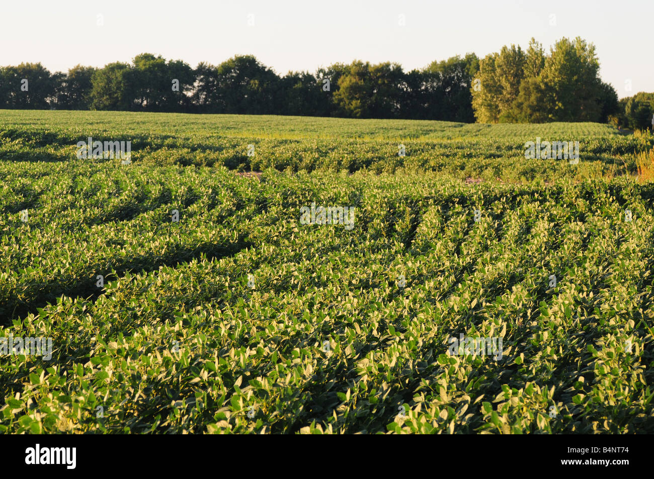 Illinois soybean or soy bean farm field Stock Photo Alamy