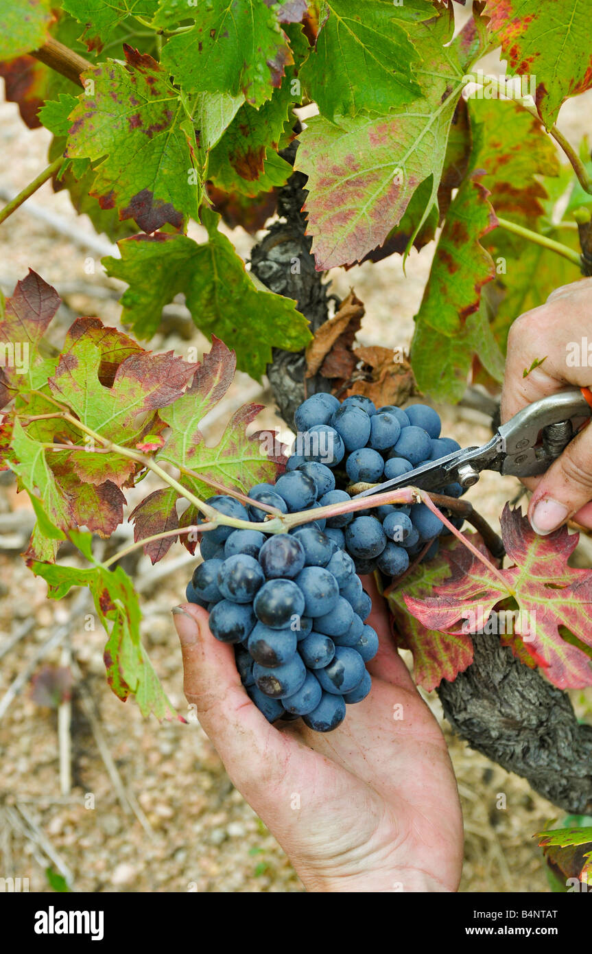 Hand-picking in Beaujolais. With the help of his pruning shears, the picker cuts a bunch of grapes (Gamay grape variety). Stock Photo