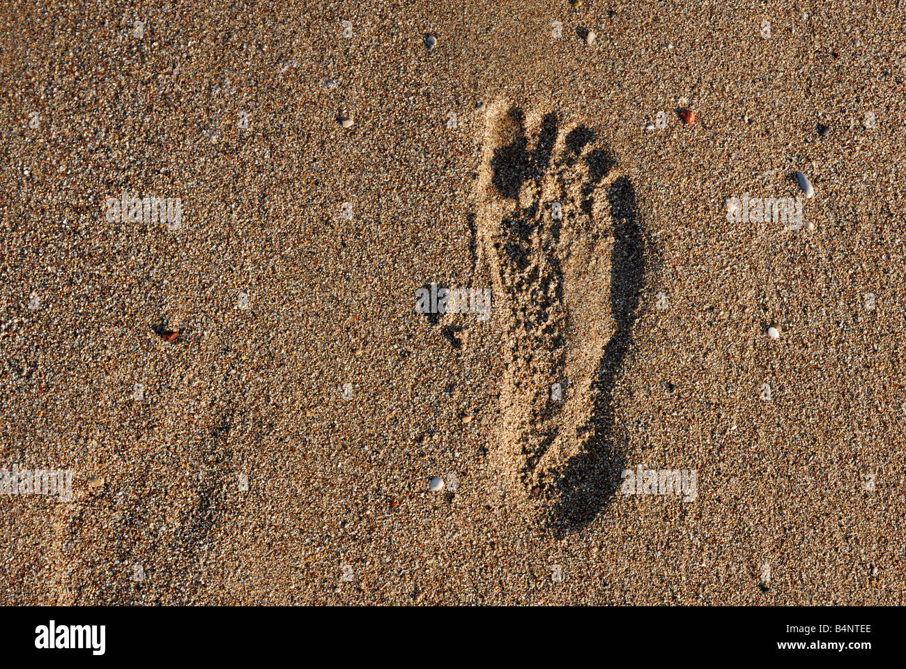 A foot print in the sandy beach Stock Photo