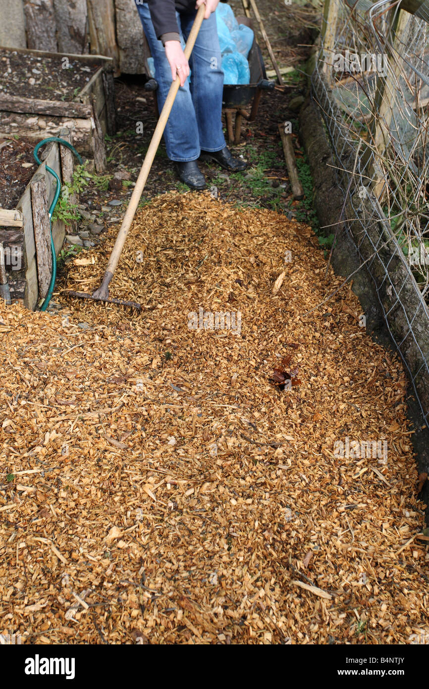 MULCHING PATHS BETWEEN RAISED BEDS WITH WOODCHIPS RAKING TO 75MM DEEP LAYER Stock Photo
