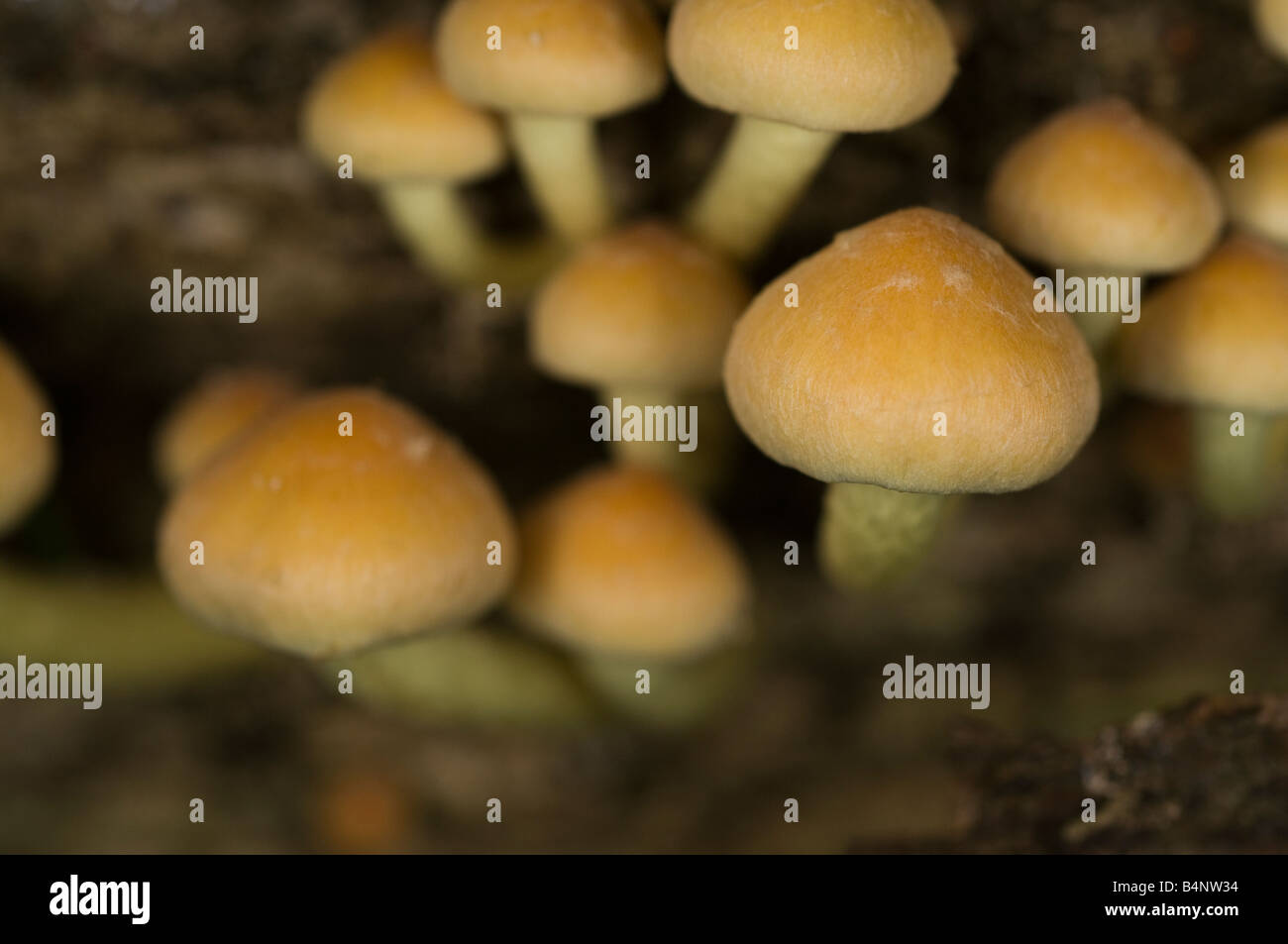 fungi growing on rotten tree-stump Stock Photo - Alamy