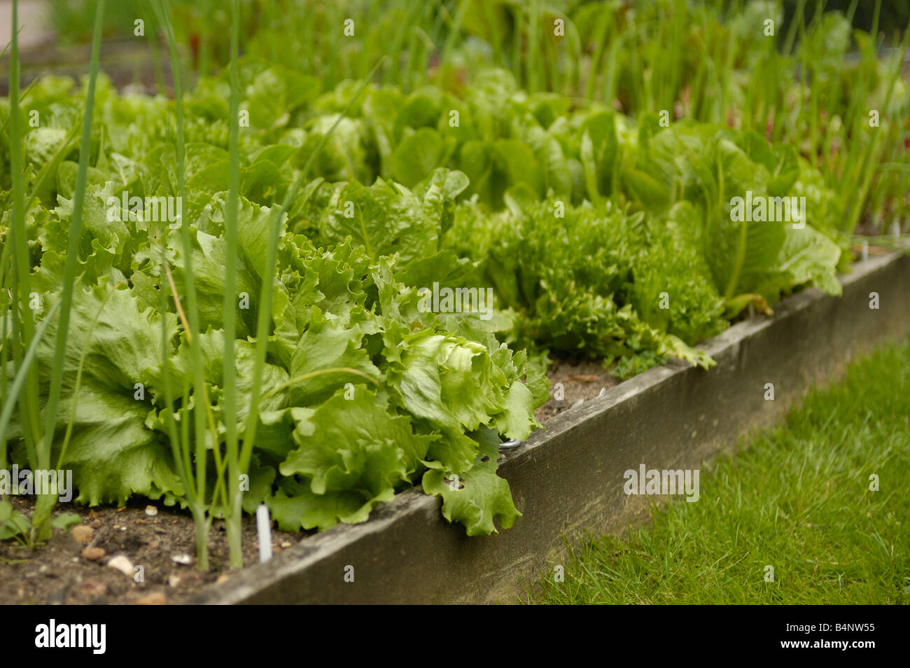Salad crops growing in raised beds Stock Photo