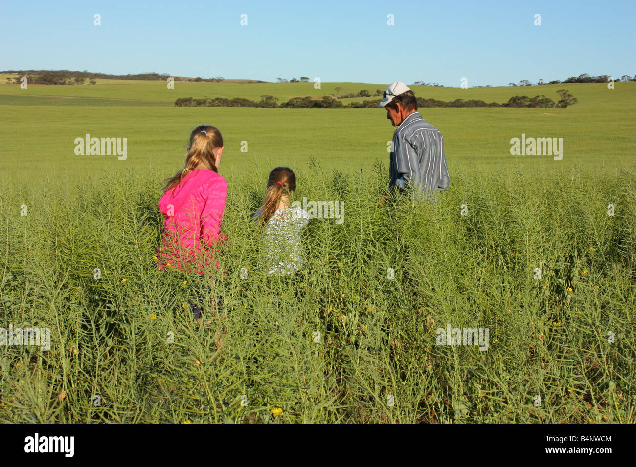 a canola crop on the eyre peninsula Stock Photo