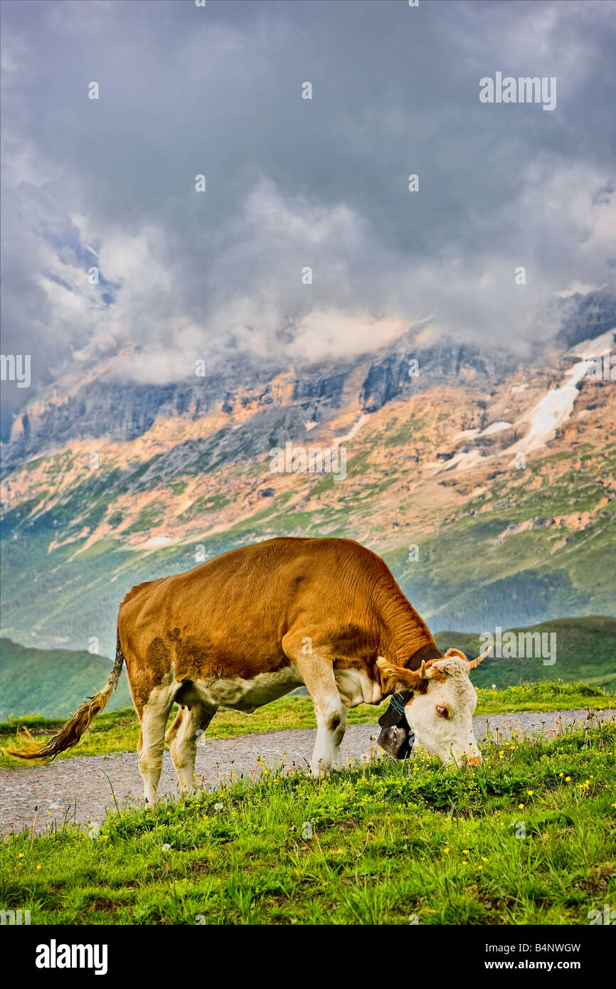 cow eating grass Stock Photo