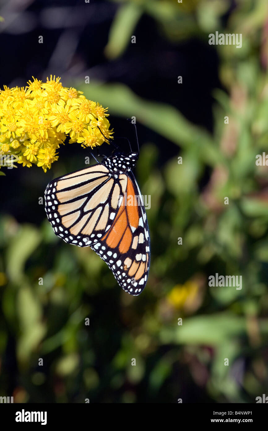 Monarch Butterfly on Seaside Goldenrod with wings folded Stock Photo