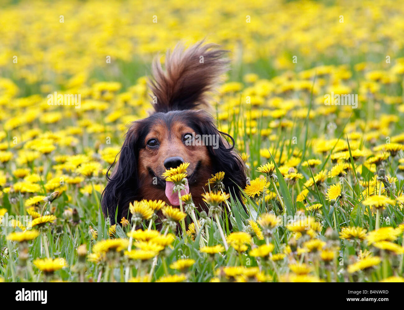 Dachshund on the dandelions meadow - take a smell at dandelion Stock Photo