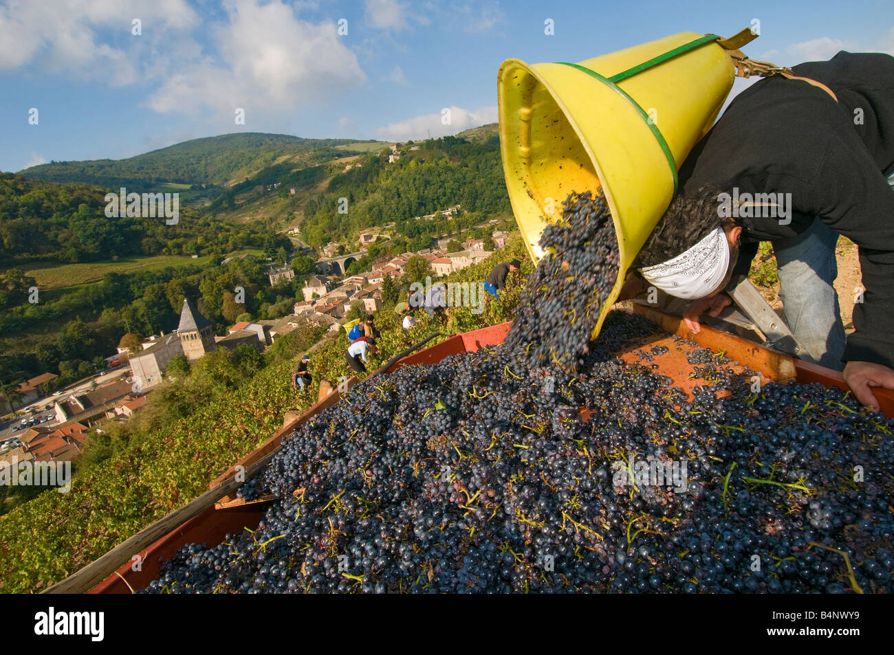 The harvester unloads its back-basket  full of bunch of grapes on the sorting table, near Beaujeu, Beaujolais, France Stock Photo