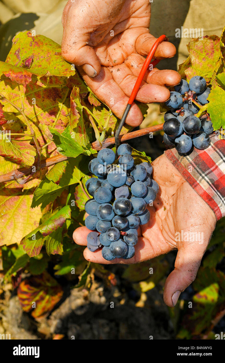 Harvester cutting  Gamay grapes. Stock Photo