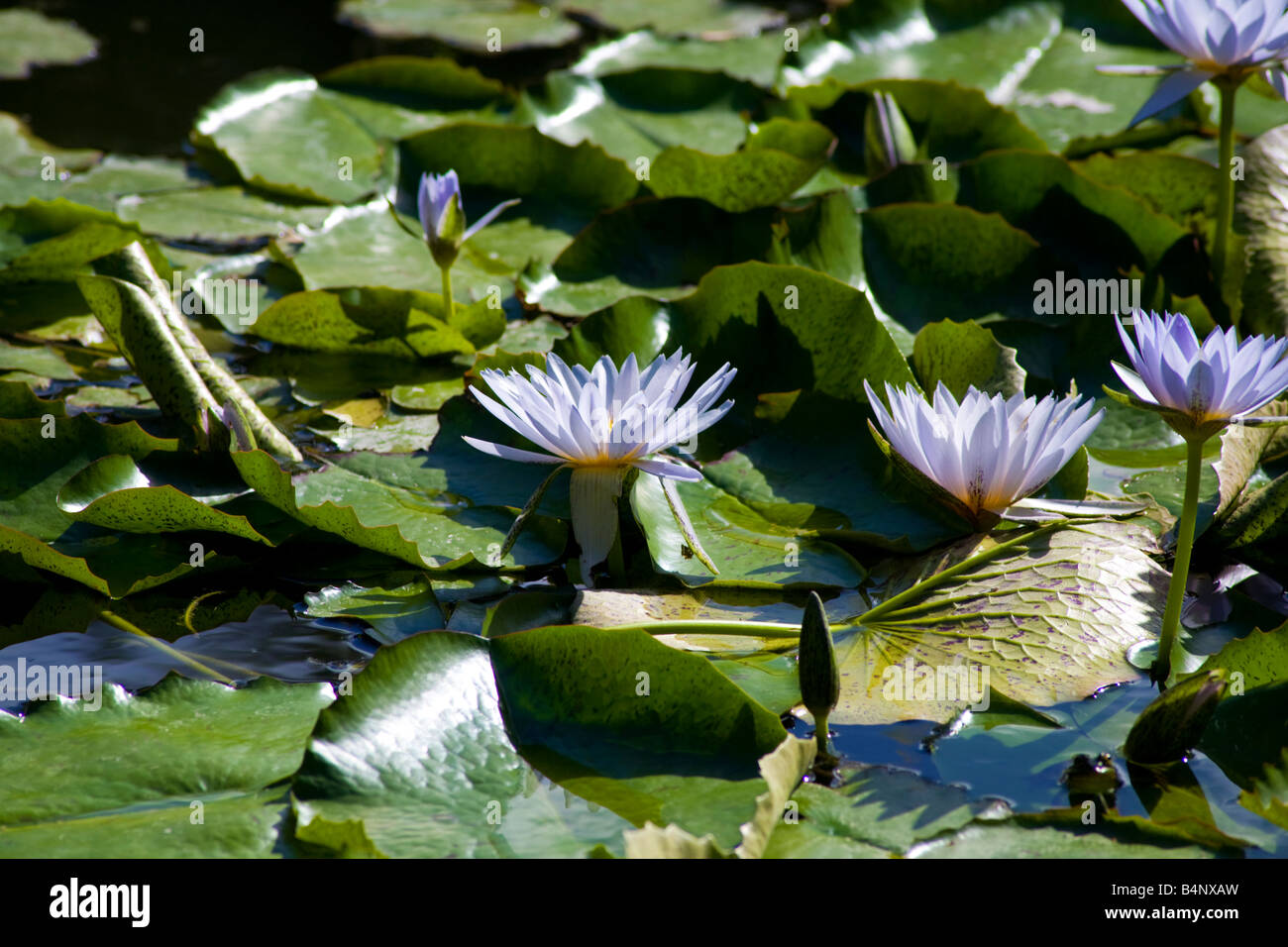 NINPHEA1 Stock Photo