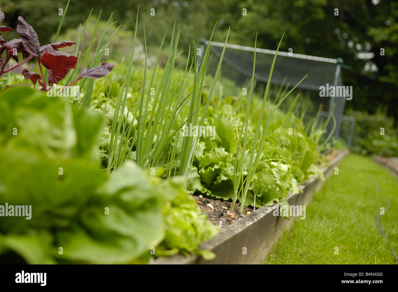Salad crops growing in raised beds Stock Photo