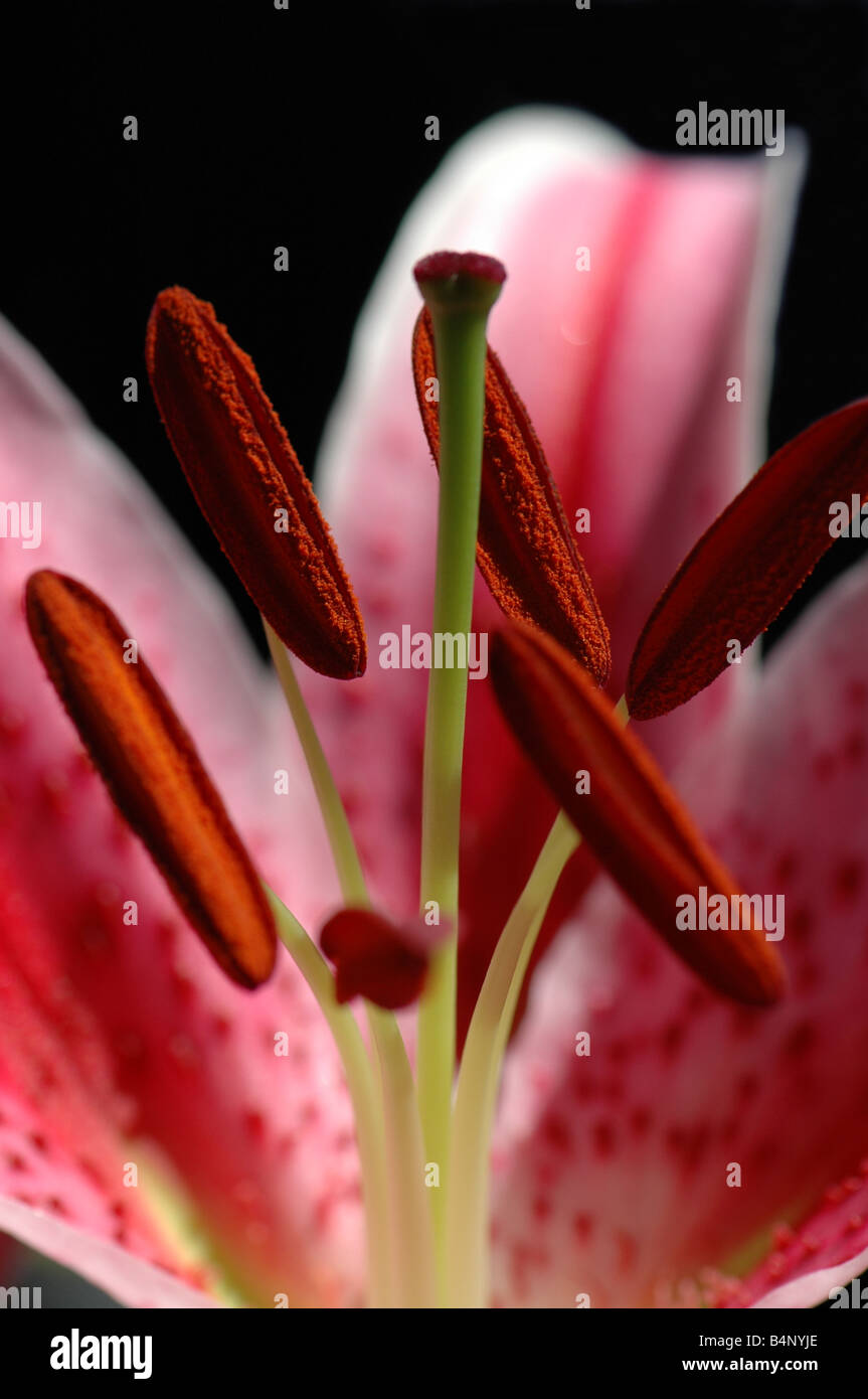 A Stargazer lily Stock Photo Alamy