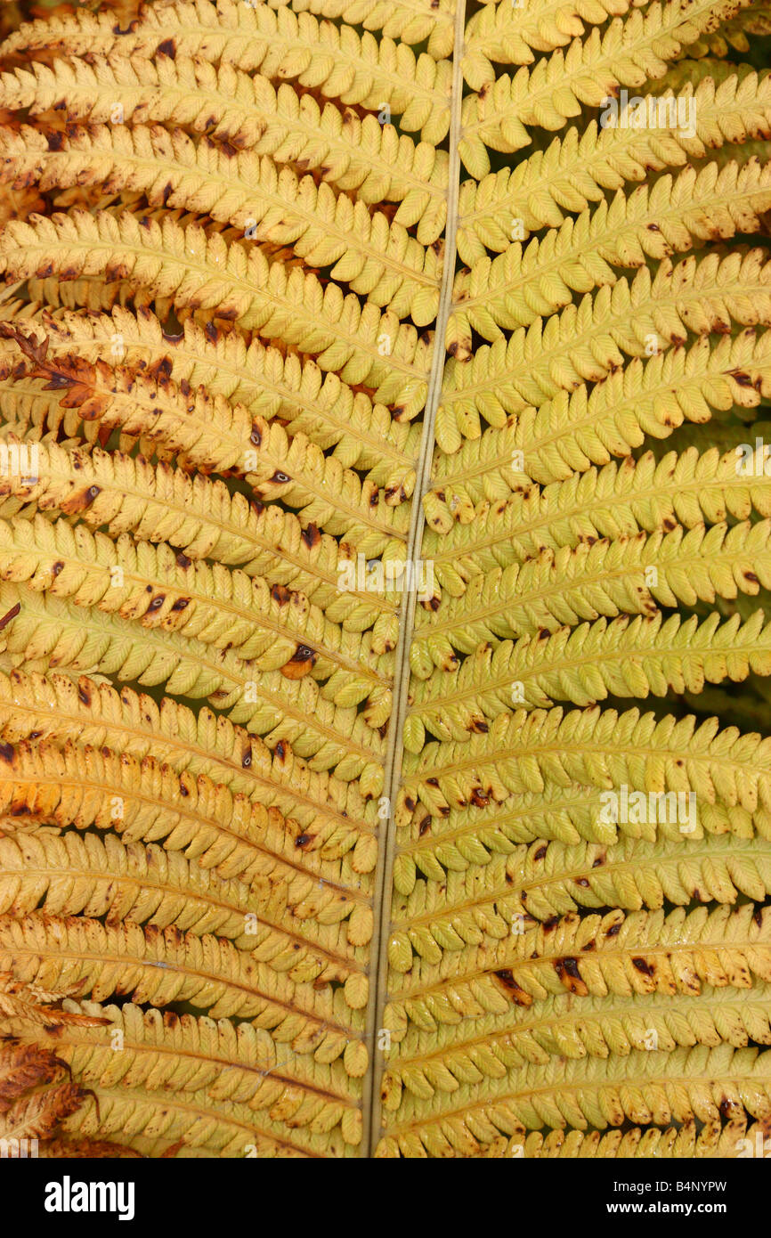 Fern leaf turning yellow in autumn Dryopteris filix mas Stock Photo