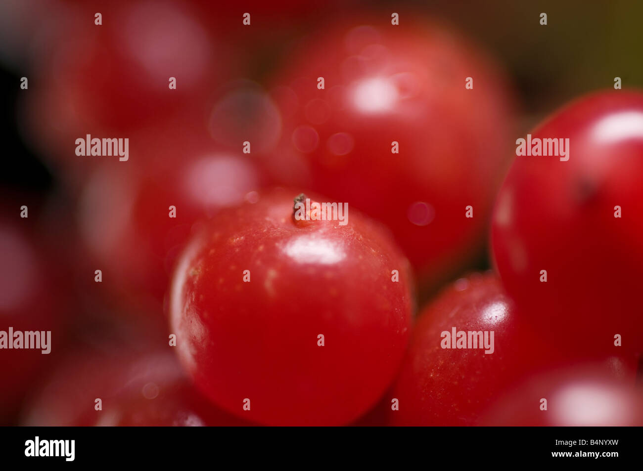Red berries of the broard-leaved Whitebeam. Stock Photo
