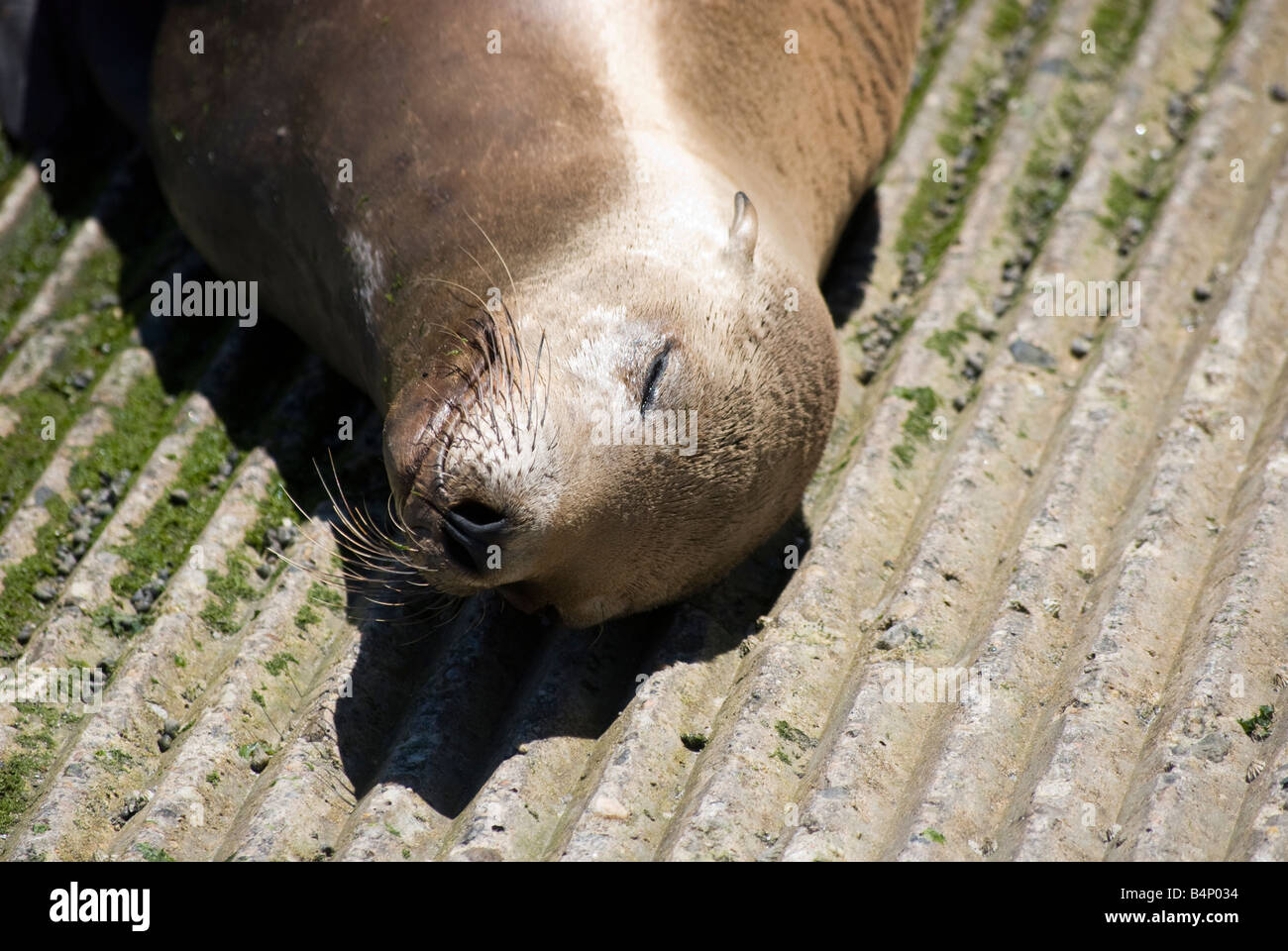 Sleeping Sea lion on a boat ramp in the harbor of Monterey, California Stock Photo