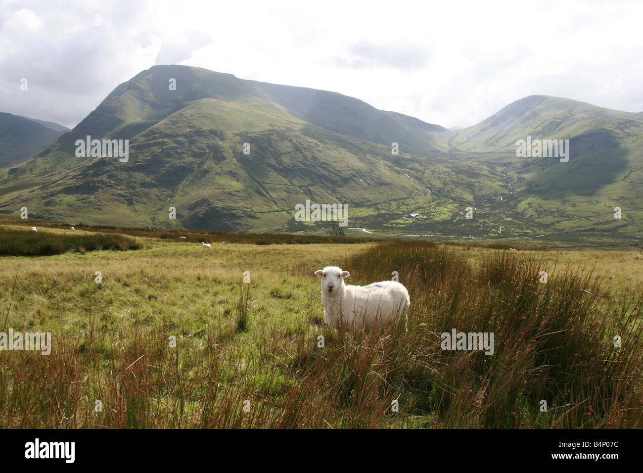 sheep grazing in field in snowdonia north wales Stock Photo - Alamy