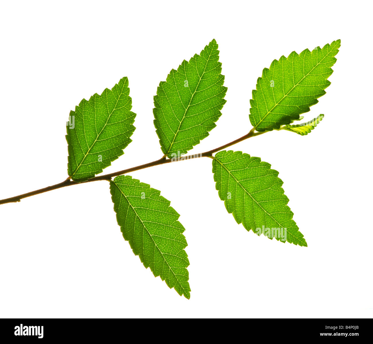 Tree branch with green leaves isolated on white background Stock Photo ...