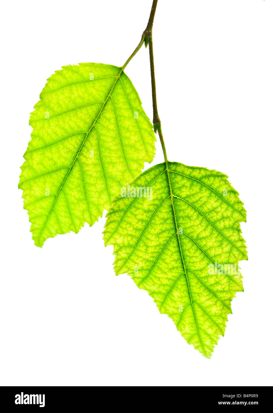 Tree branch with green leaves isolated on white background Stock Photo