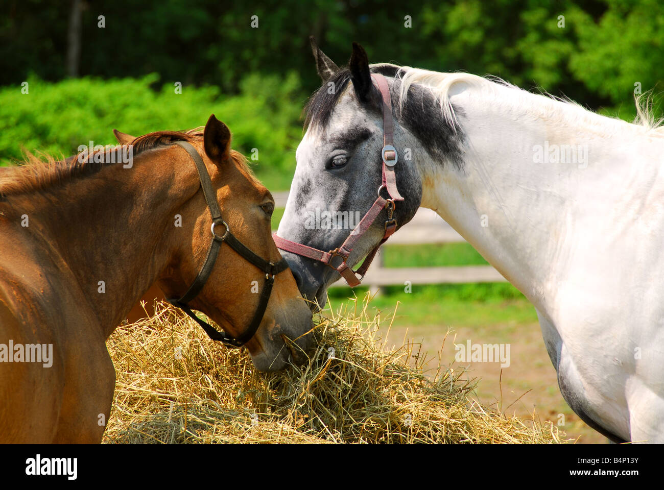 Two horses feeding at the runch on bright summer day closeup Stock Photo