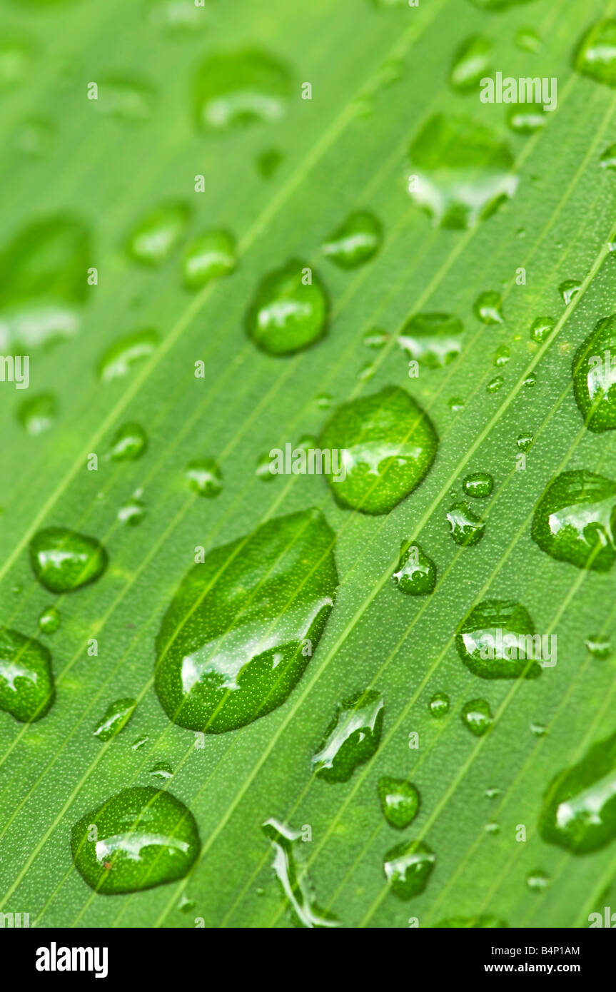 Wet green leaf hi-res stock photography and images - Alamy