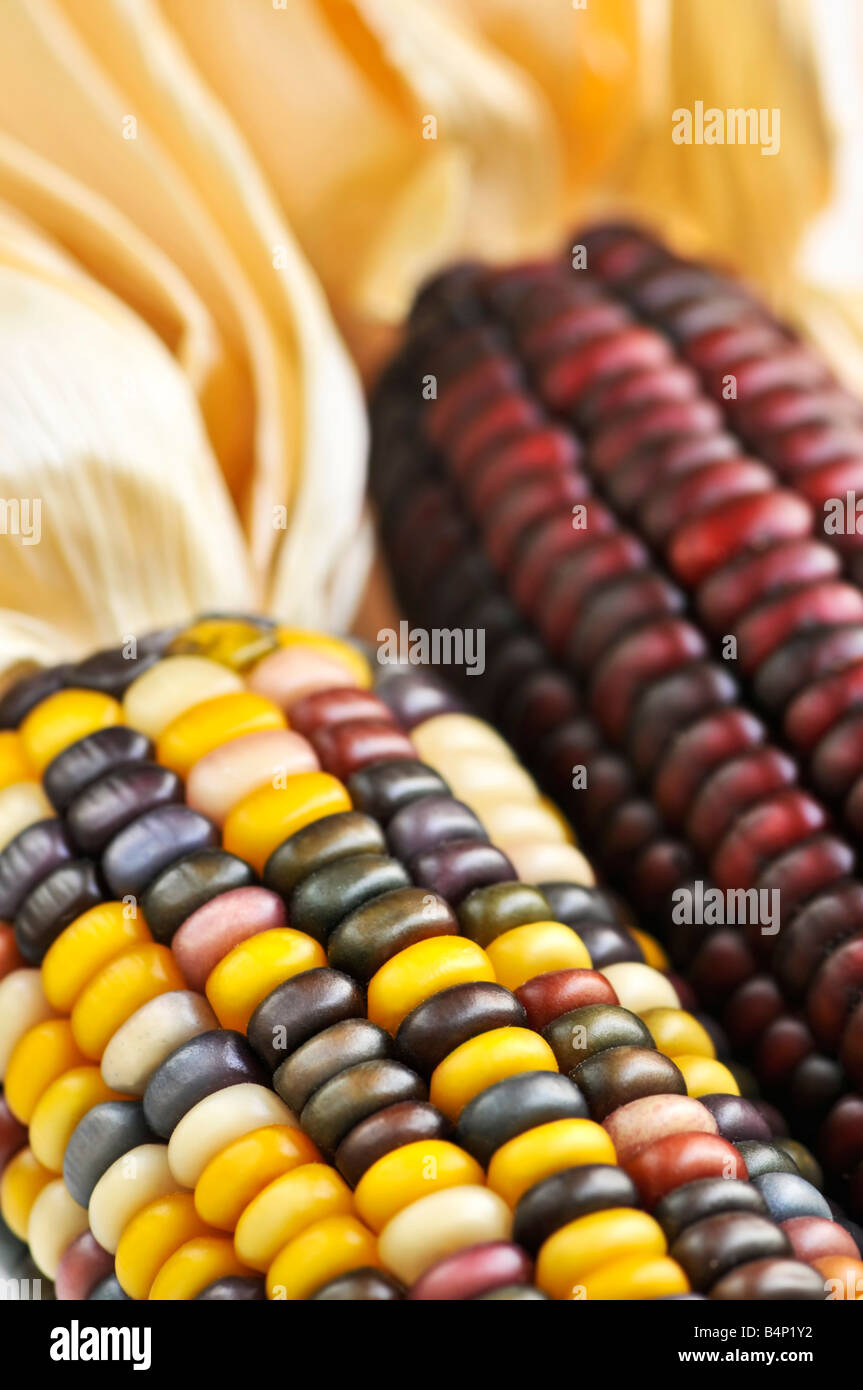 Two cobs of indian corn close up Stock Photo Alamy