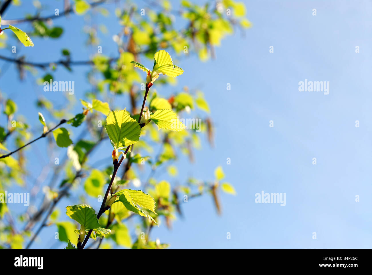 Background with spring birch branches and blue sky Stock Photo - Alamy