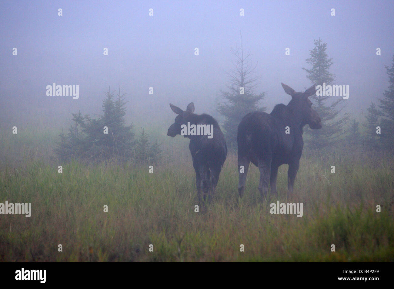 Moose Alces alces cow with its calf standing in a meadow in the early morning mist in Manitoba Canada Stock Photo