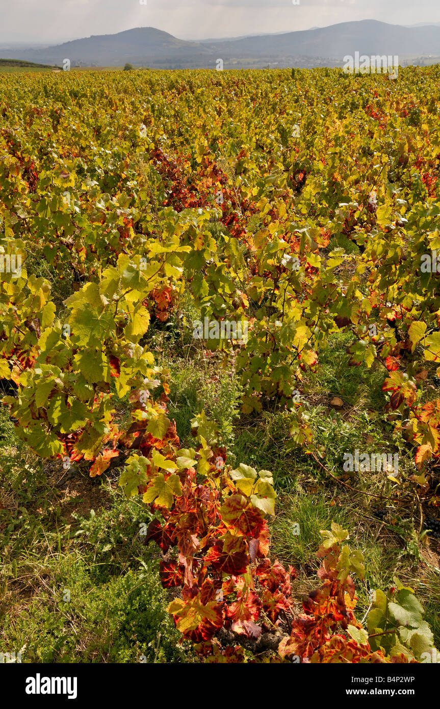 Abandoned vines, Beaujolais region, France. Stock Photo