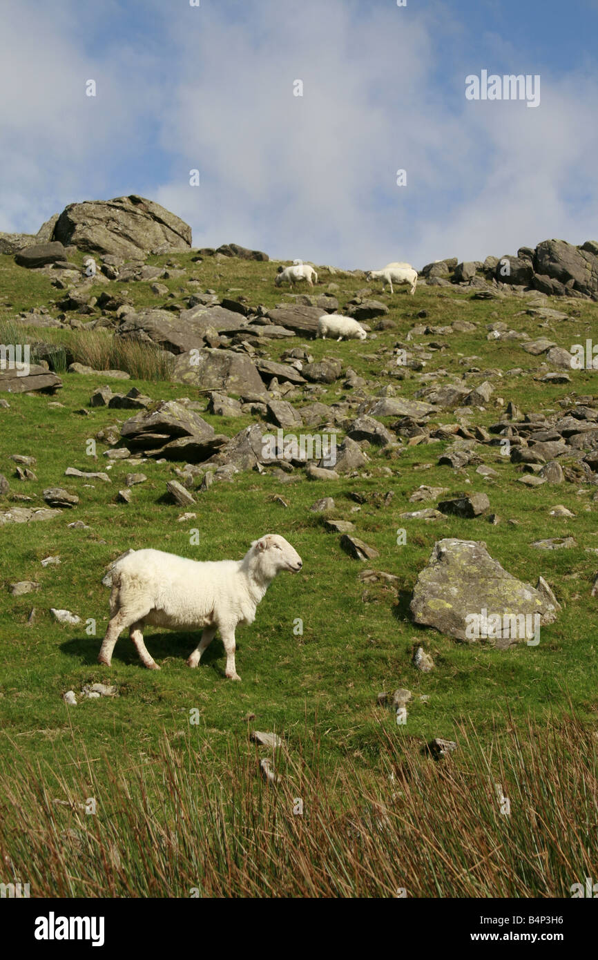 One sheep grazing in field in snowdonia hi-res stock photography and ...
