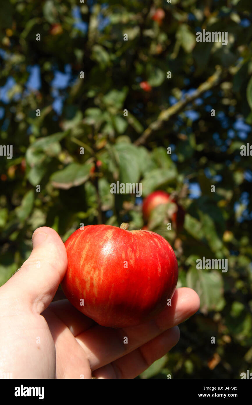 Tom Putt red apple Malus domestica grown in Dorset and Somerset orchards good for cider Stock Photo