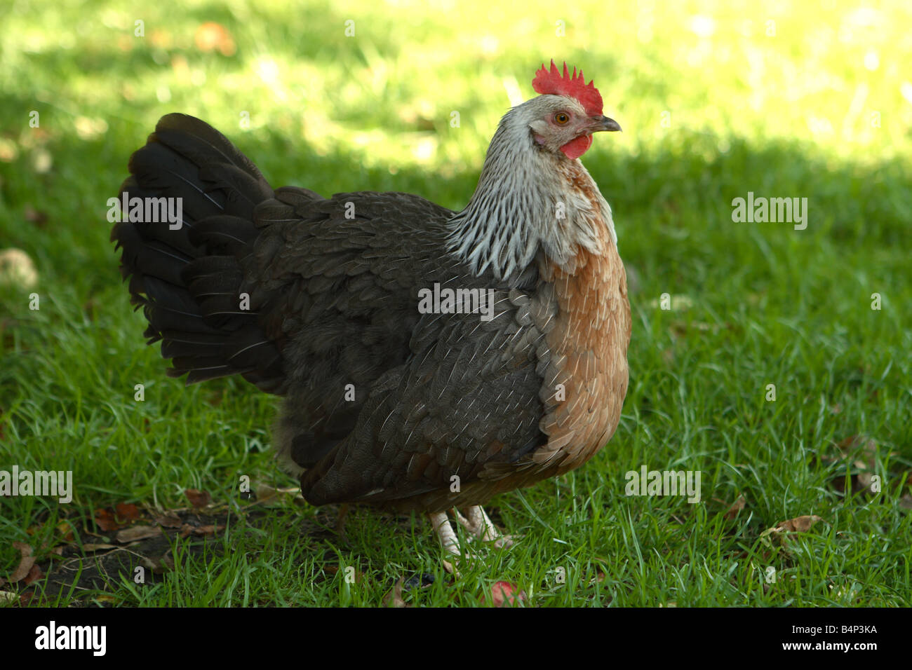 Silver Grey Dorking hen chicken free range farm bird in a grass paddock Stock Photo Alamy