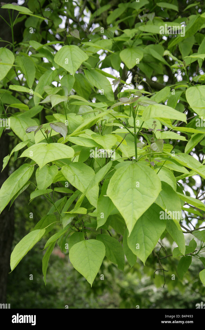 Leaves of the Northern Catalpa Tree, Catalpa speciosa, Bignoniaceae, East and North USA Stock Photo