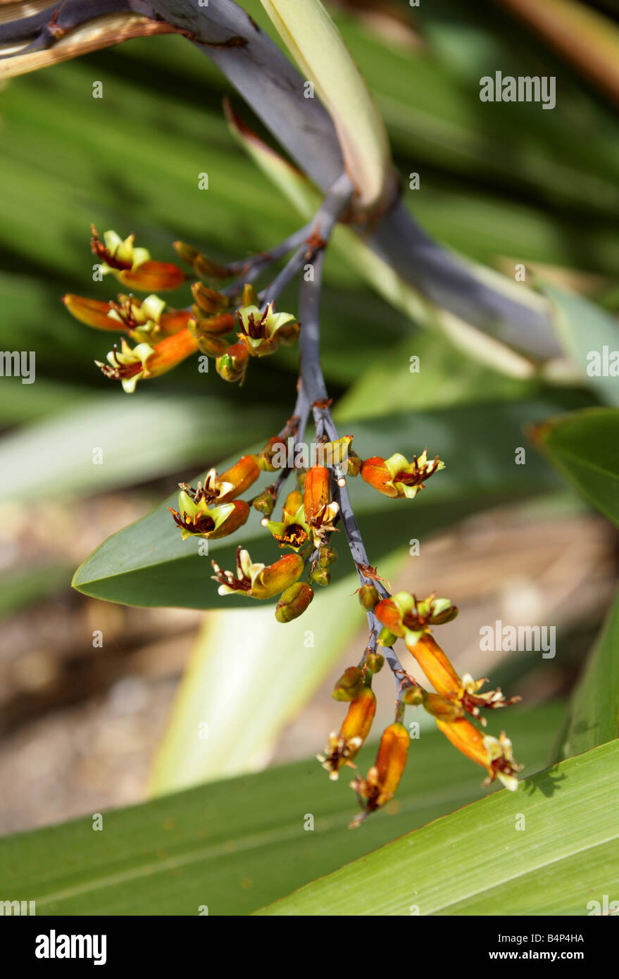 Mountain Flax Phormium cookianum Hemerocallidaceae New Zealand Stock Photo