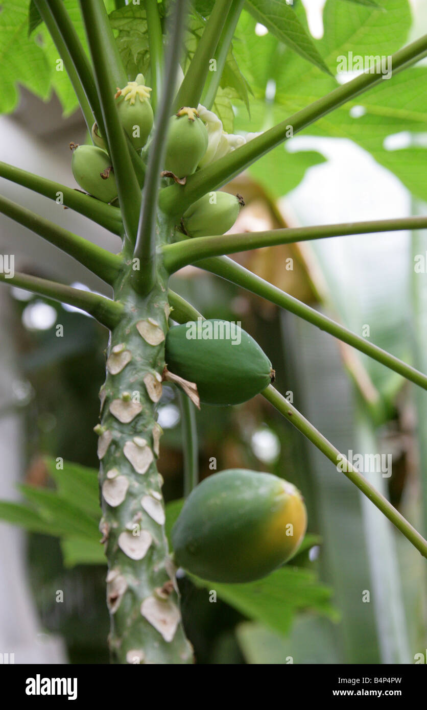 Papaya, Pawpaw or Tree Melon, Carica papaya, Caricaceae Stock Photo