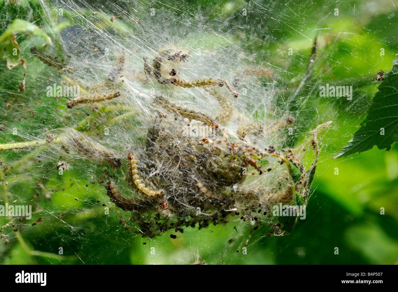 Tent catapillars with protective web in a tree Stock Photo