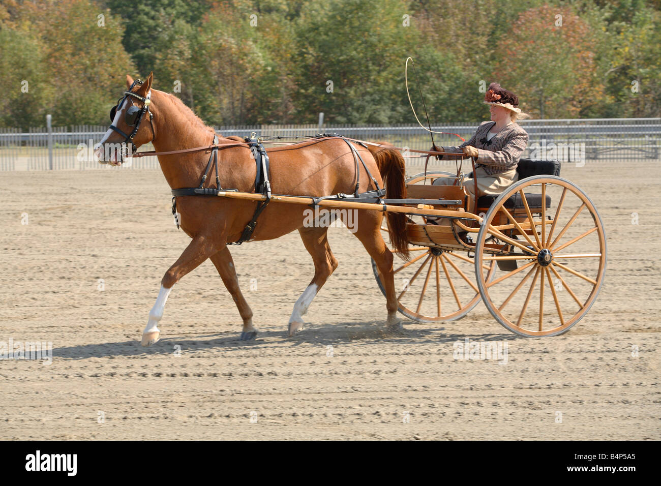 Draft horse and carriage trotting in the ring at the Sussex County Fairgrounds, Augusta, NJ Stock Photo