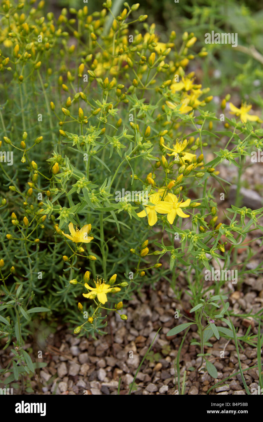 Yellow Coris aka Aaron's Beard or St John's Wort, Hypericum coris, Guttiferae Clusiaceae Southern South Europe Stock Photo