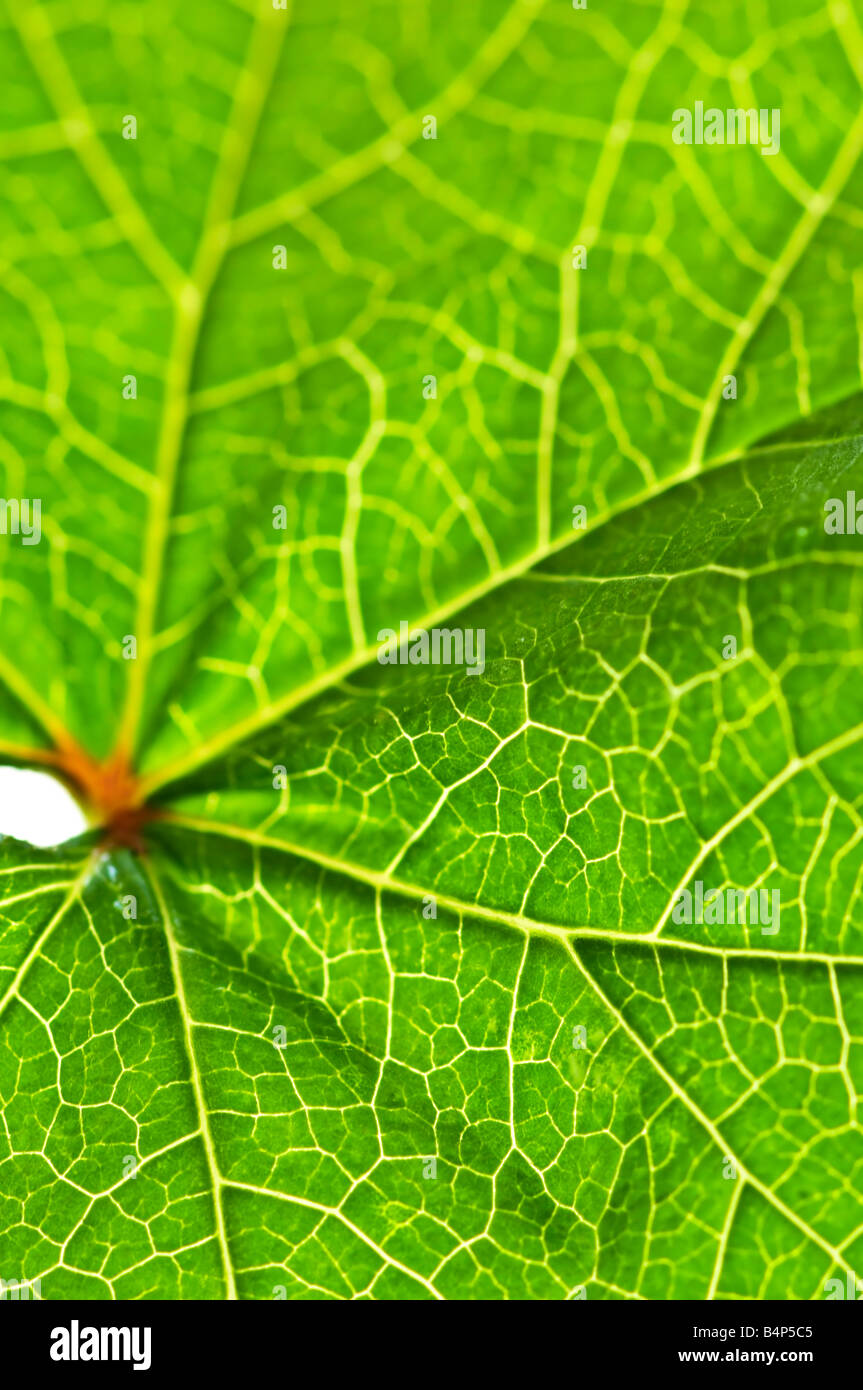 Green leaf texture close up as natural background Stock Photo - Alamy