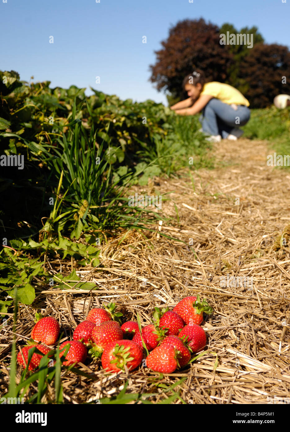 Woman picking strawberries Stock Photo - Alamy