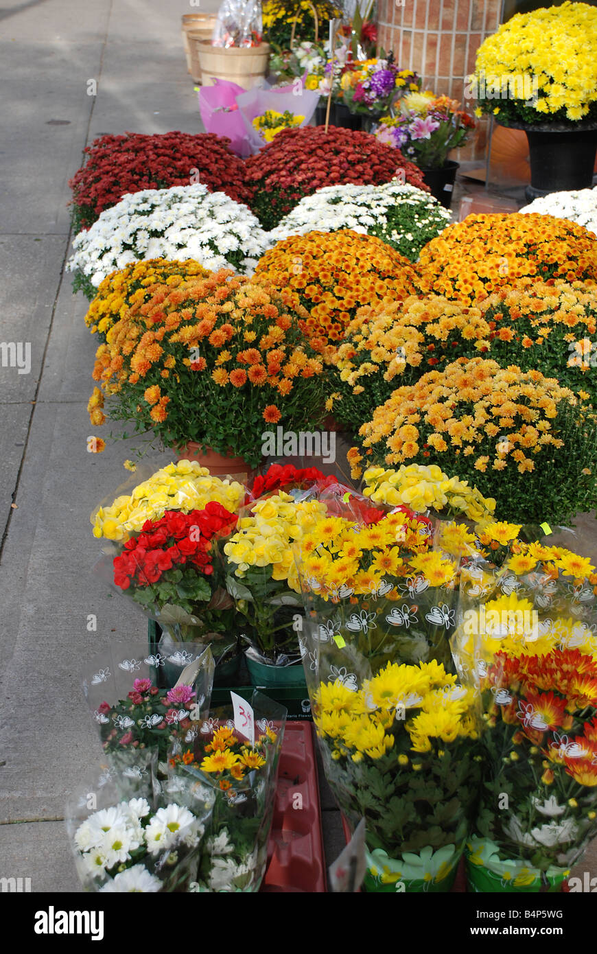 Display of colorful mums Stock Photo
