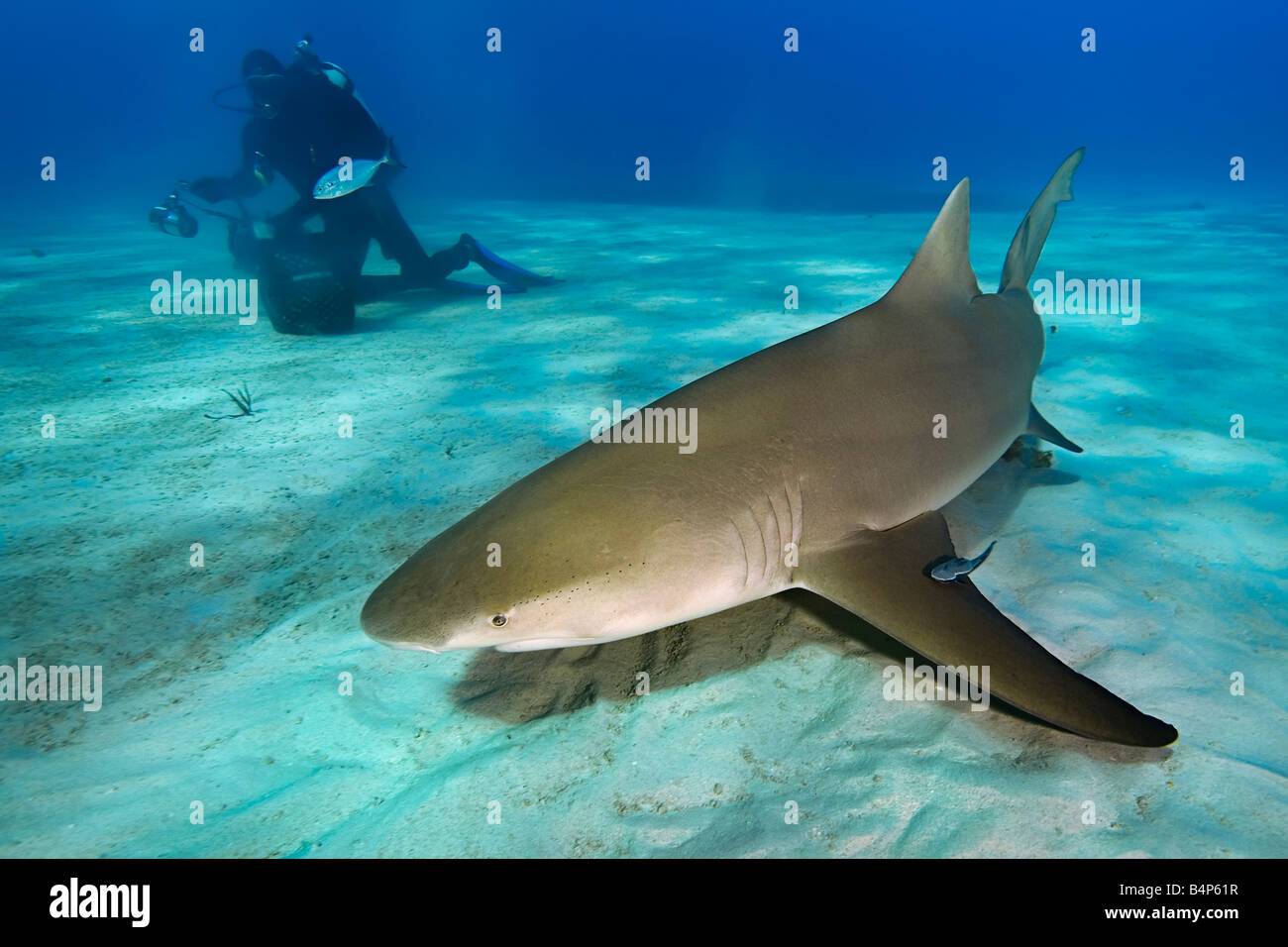 Lemon Shark Negaprion brevirostris and scuba diver West End Grand