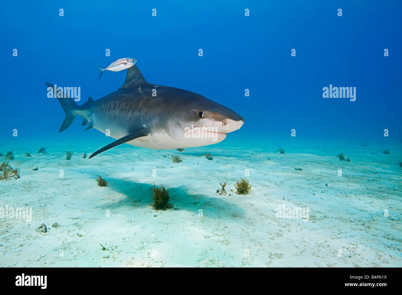 Tiger Shark Galeocerdo cuvier accompanied by lone Blue Runner jack Caranx crysos West End Grand Bahama Atlantic Ocean Stock Photo